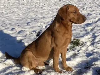 Fox red labrador 