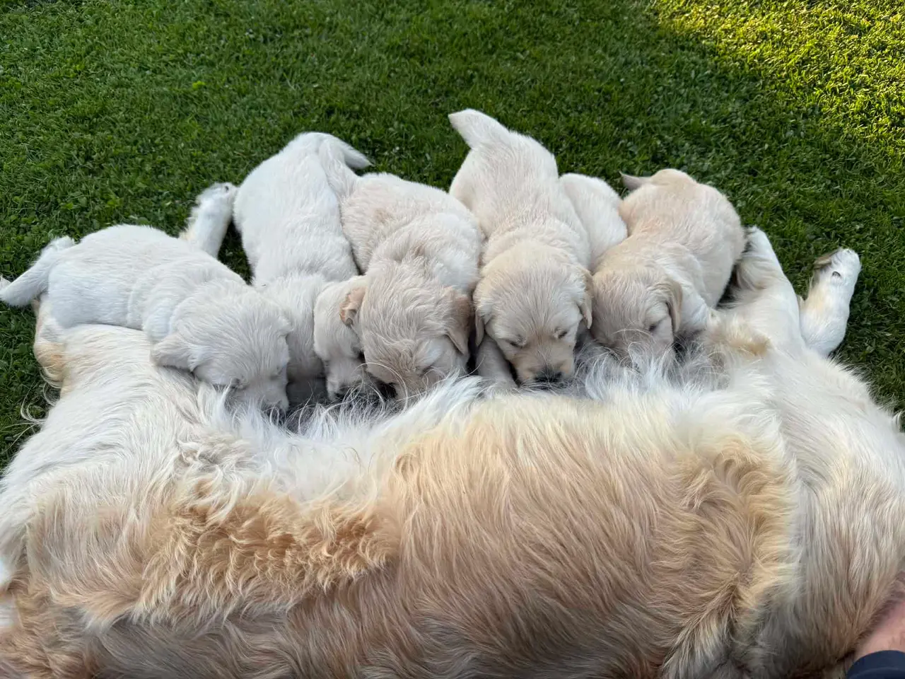 Billede 3 - Golden Retriever hvalpe 