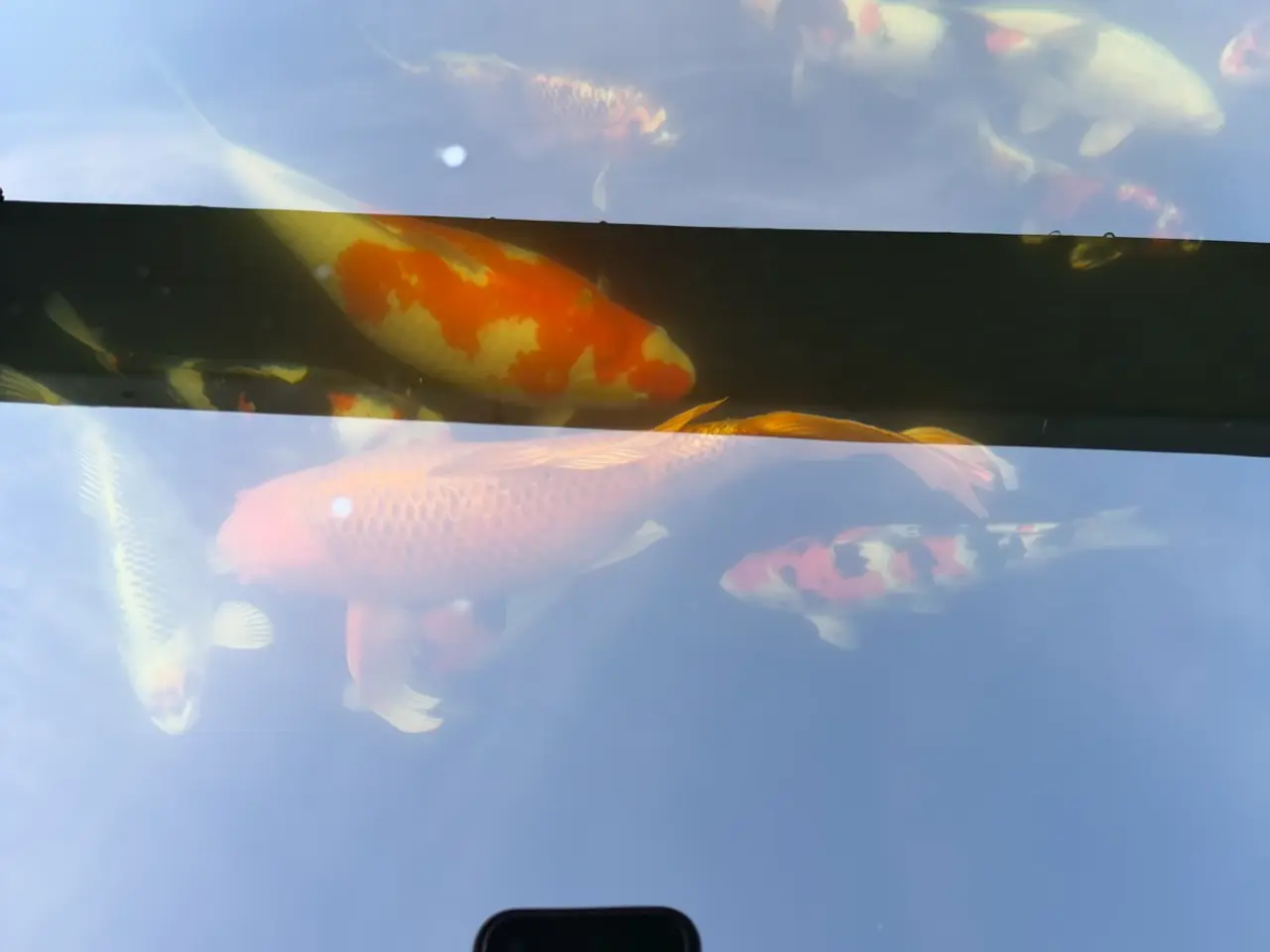 Billede 1 - Alle mine fisk sælges