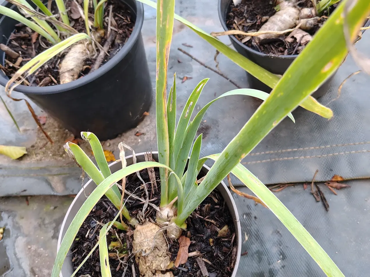 Billede 2 - Gul/kobber iris