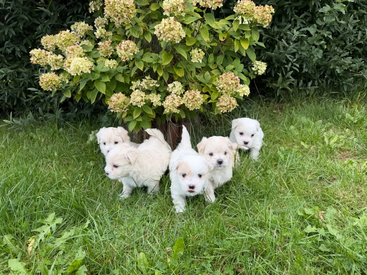 Billede 1 - Rolige bormulds hvalpe 🐶