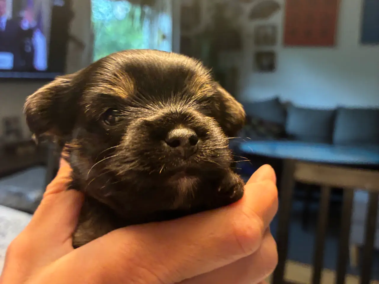 Billede 1 -  Chorkie hvalp