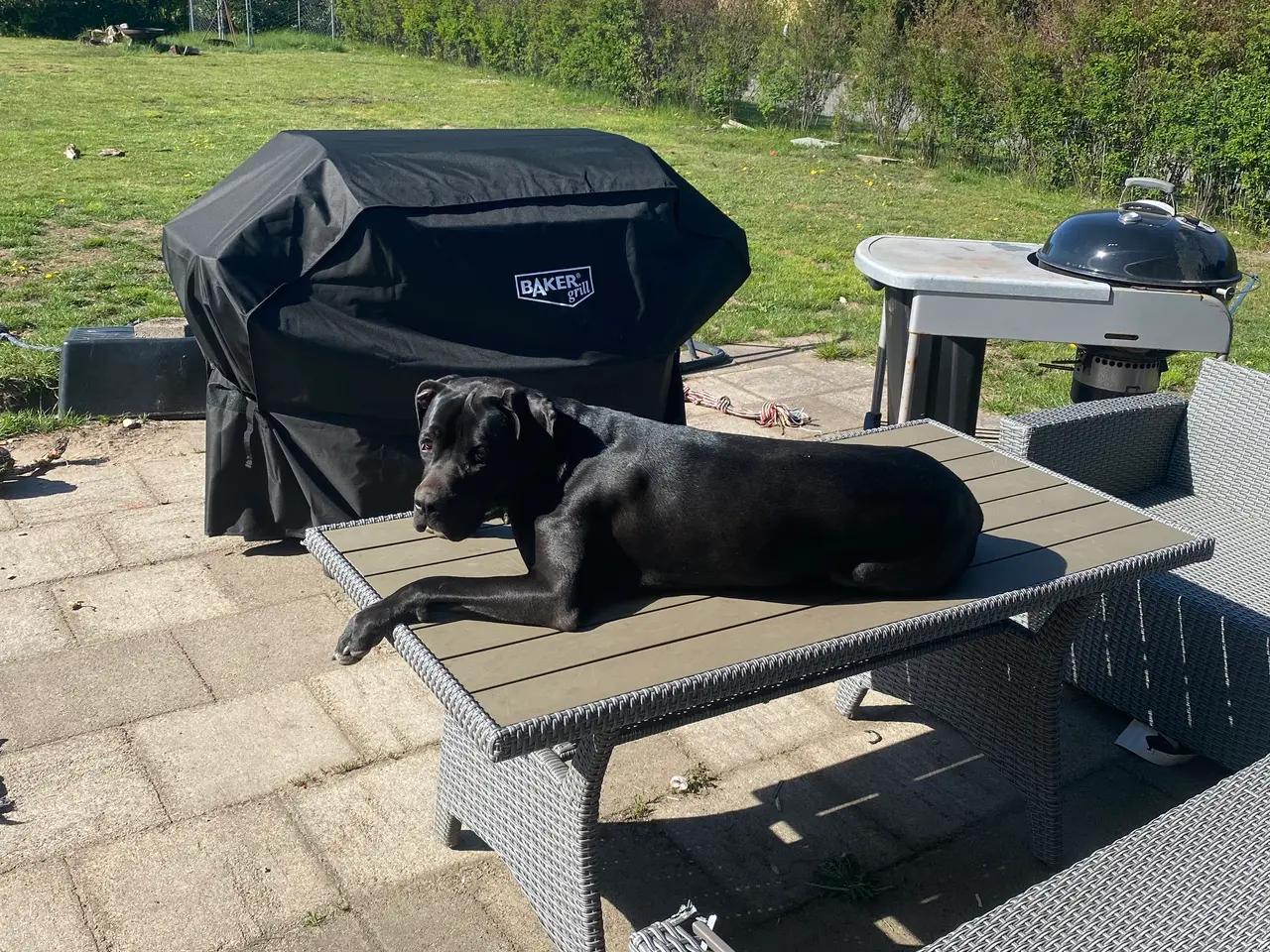 Billede 5 - Flot og kærlig Cane Corso søger ny familie / aktiv