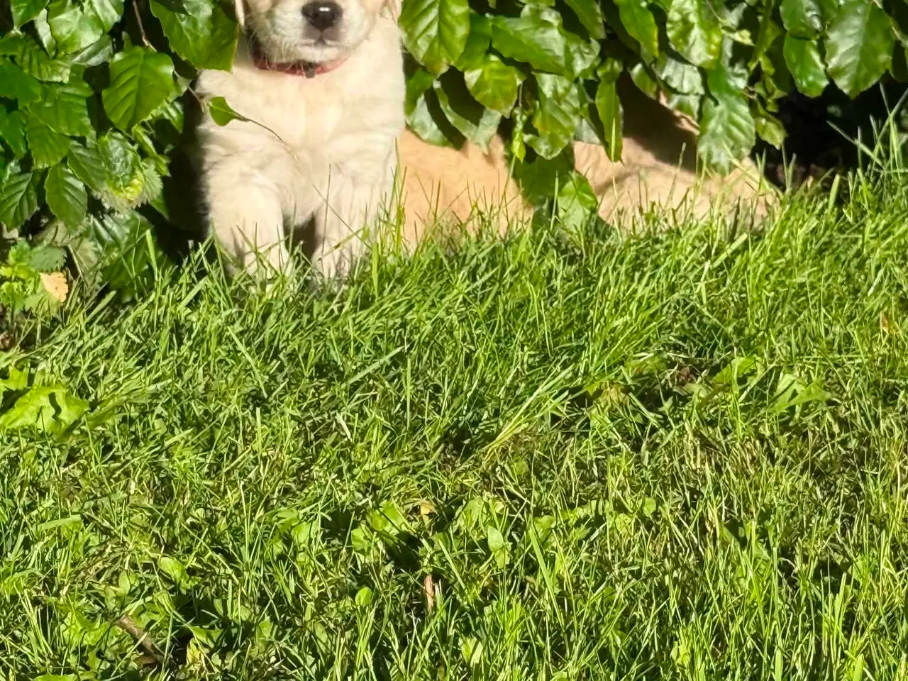 Billede 2 - Golden Retriever hvalpe