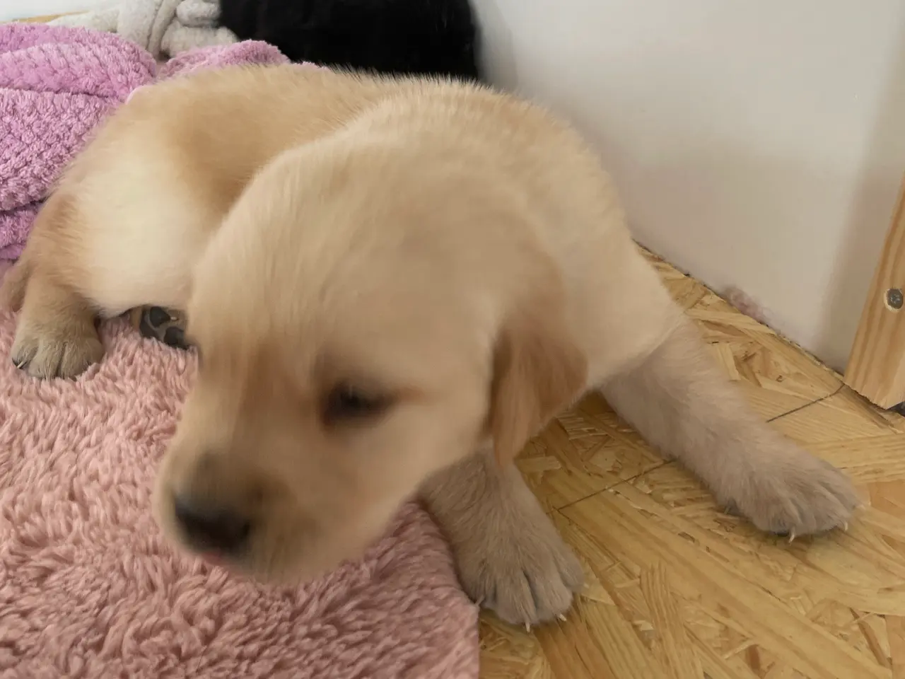 Billede 10 - Labrador/golden retriever hvalpe til salg