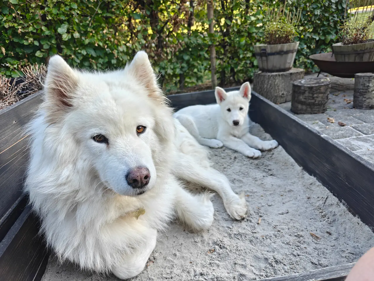 Billede 6 - Siberian husky og samojede hvalpe sælges