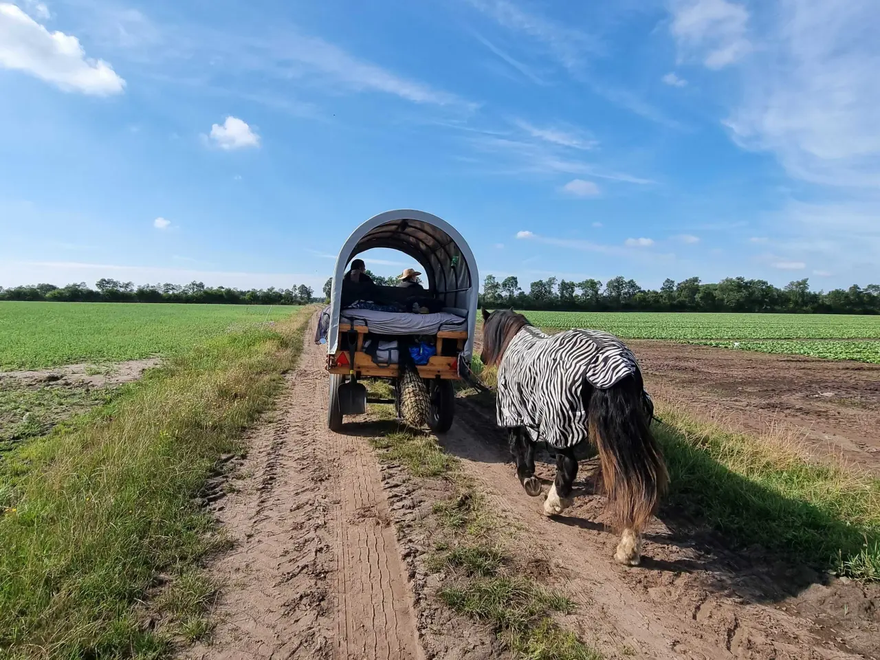Billede 6 - Tinker/Irish cob vallak