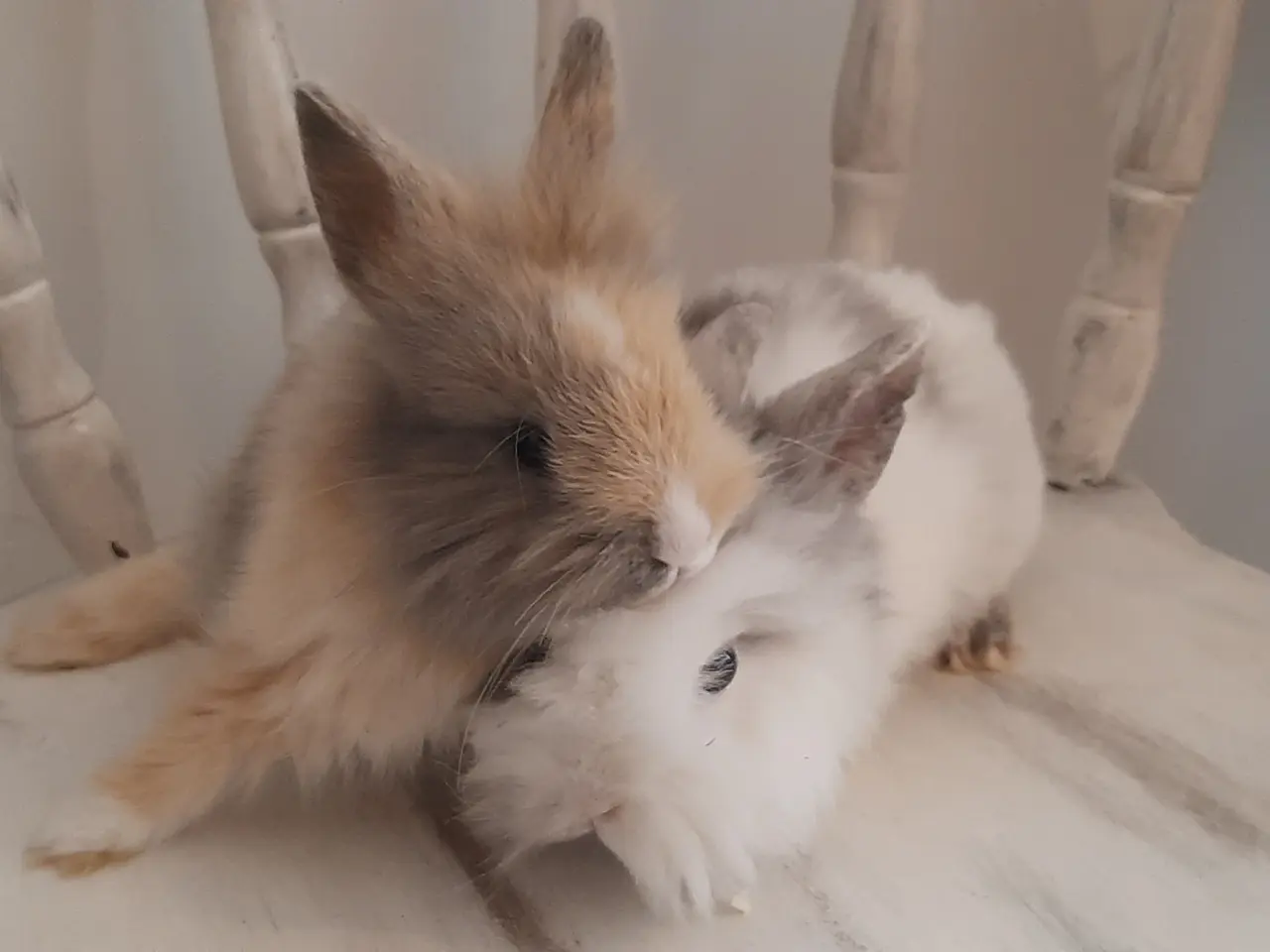 Billede 6 - (1200kr for 2)8 Unge kaniner🐰🐇 forskellige racer