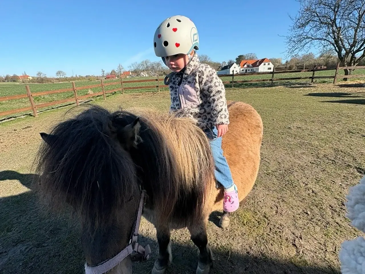 Billede 3 - Annabelle - Shetlænder hoppe. 