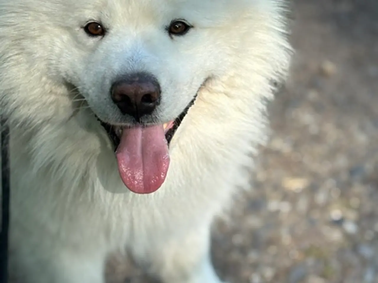 Billede 2 - Samoyed hanhund tilbydes til parring