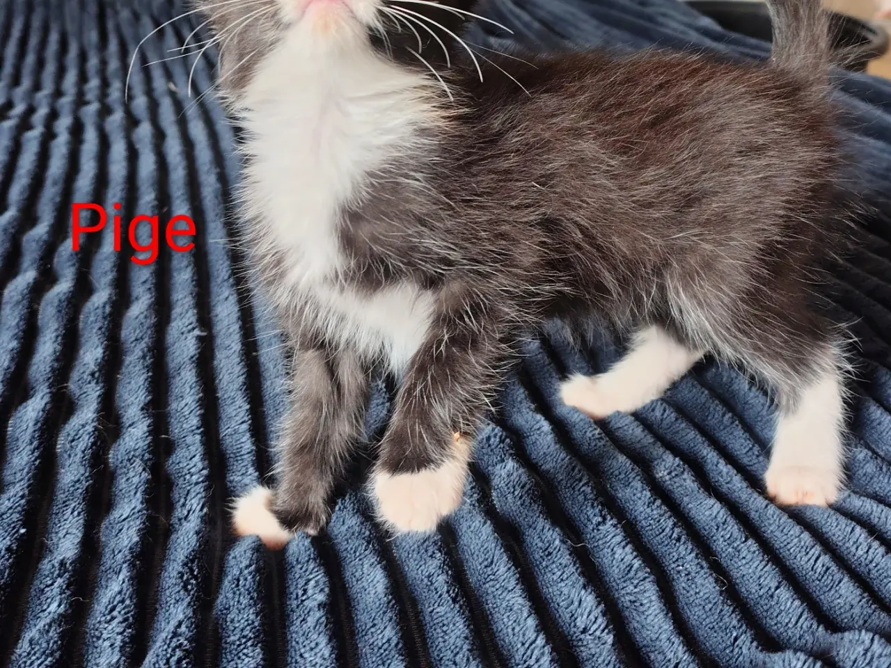Billede 3 - 🌸 Maine Coon Blandings Hun killing 🌸