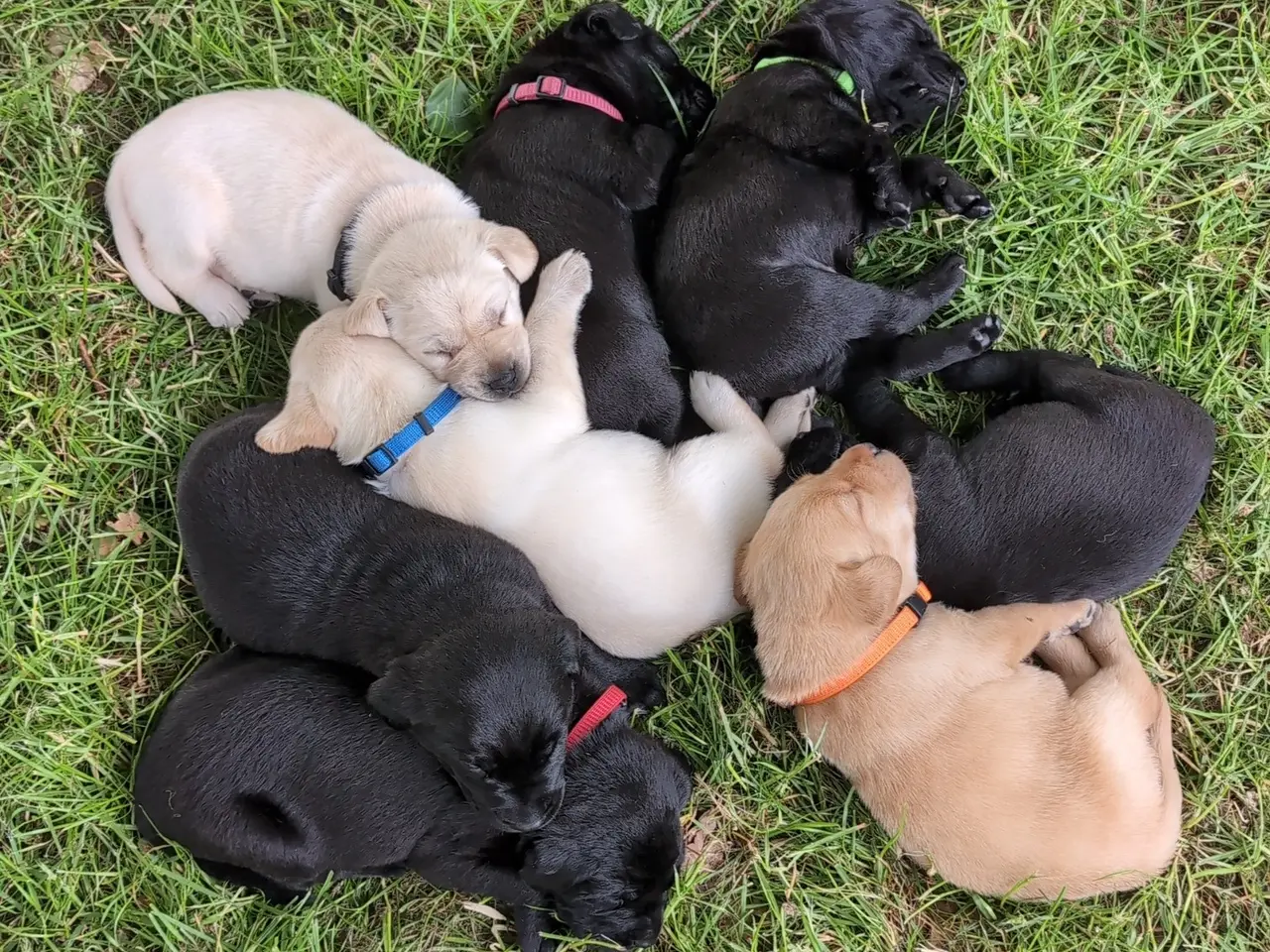 Billede 1 - Labrador hvalpe