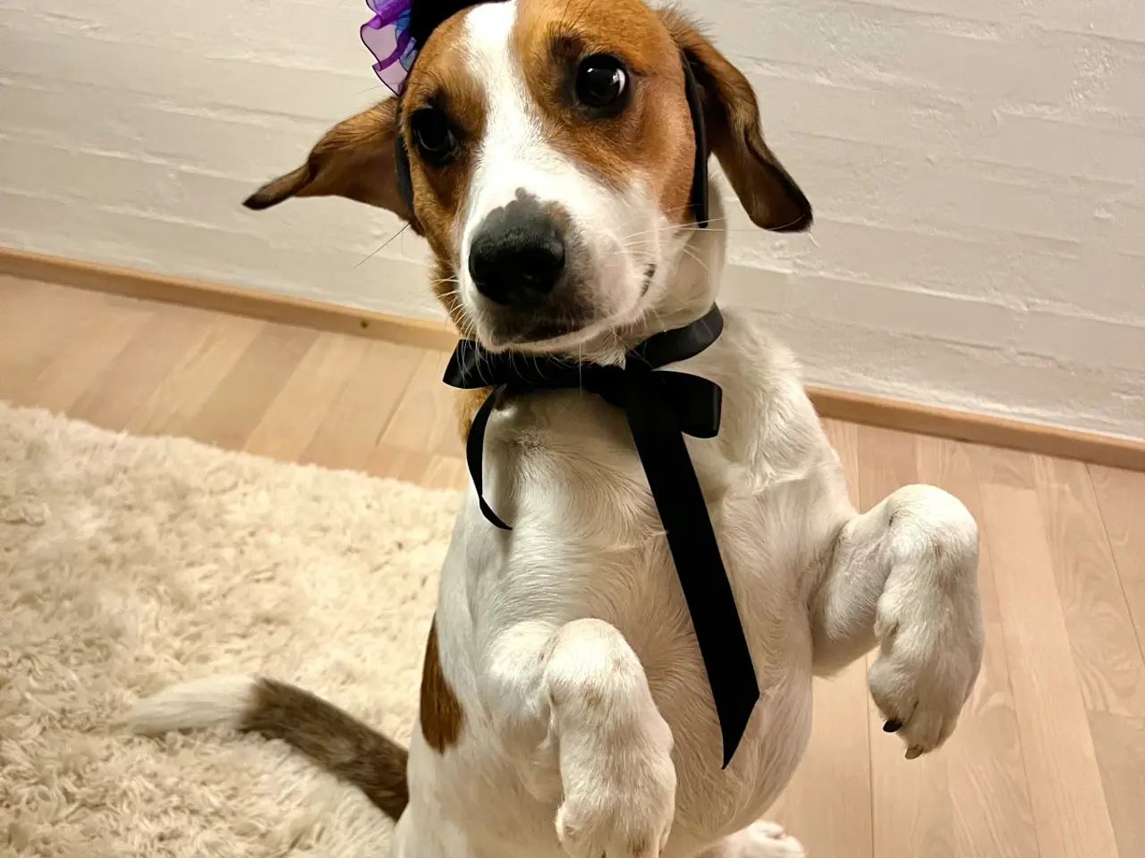 Billede 2 - Hanhund til avl - Dansk/Svensk Gårdhund