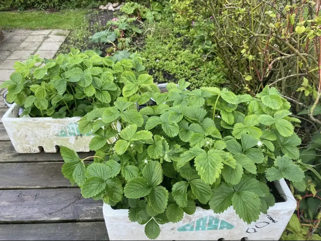 Billede 1 - 2års jordbærplanter