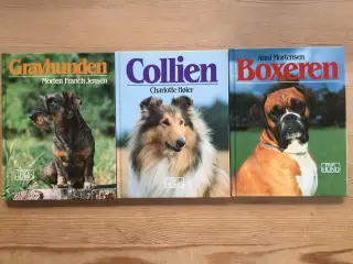 Gravhunden, Boxeren og Foxterrier