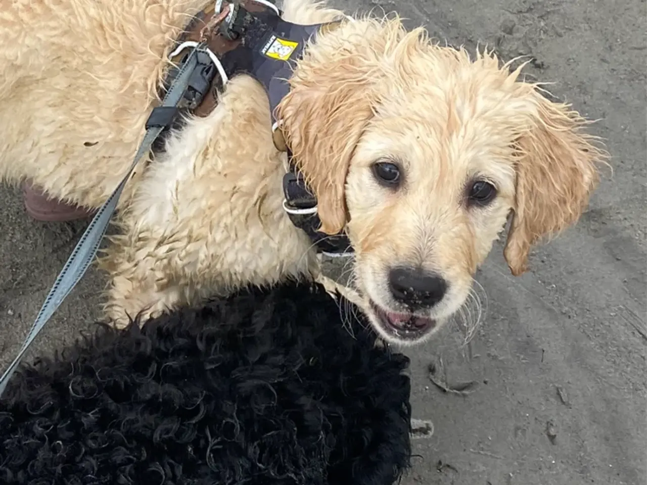 Billede 2 - Fantastisk kærlig Golden doodle
