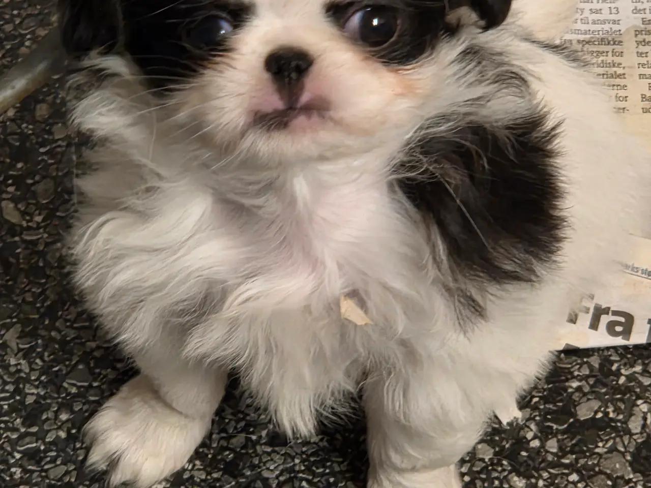 Billede 2 - Hvalp japanese chin