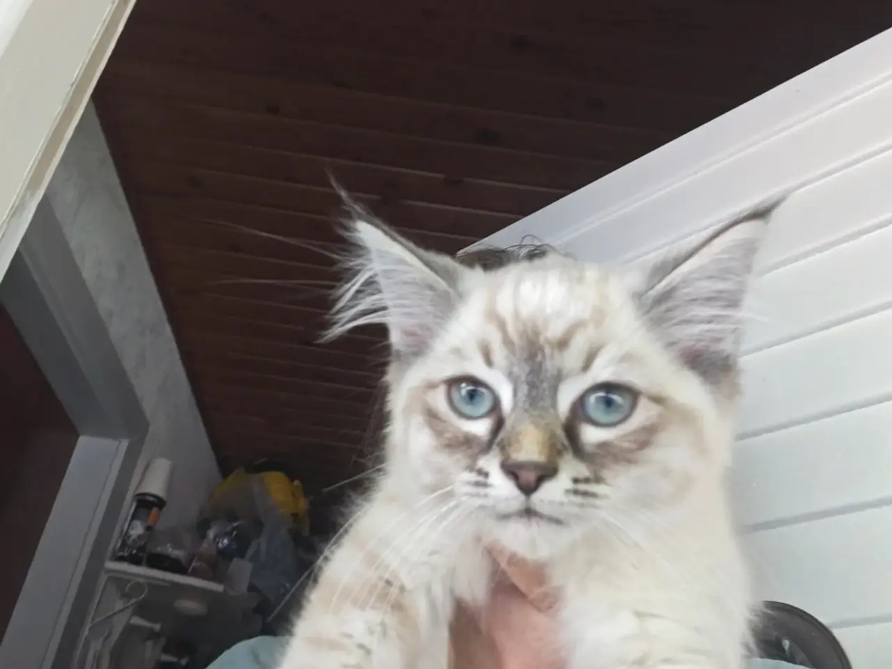 Billede 2 - Ragdoll - Ragdoll,Skovkat