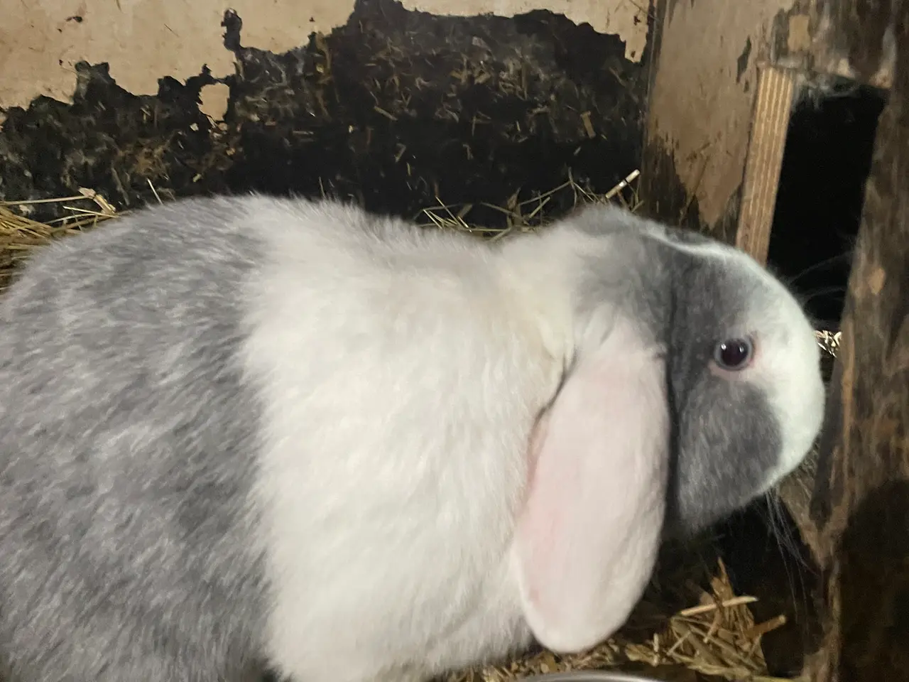 Billede 10 - Dværg vædder kaninunger 🐰