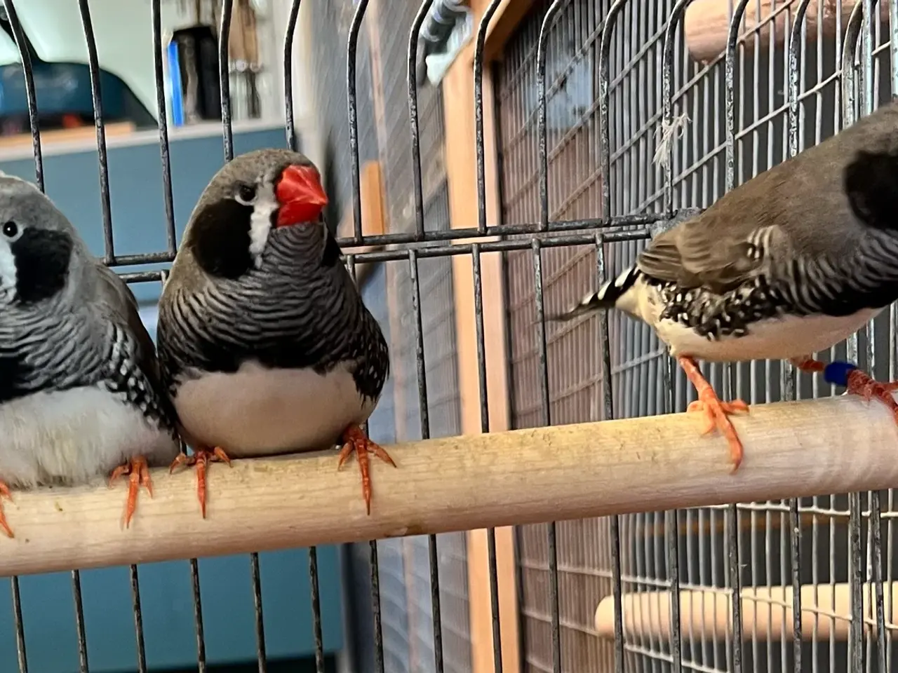 Billede 5 - Zebrafinker orange/sort kindet