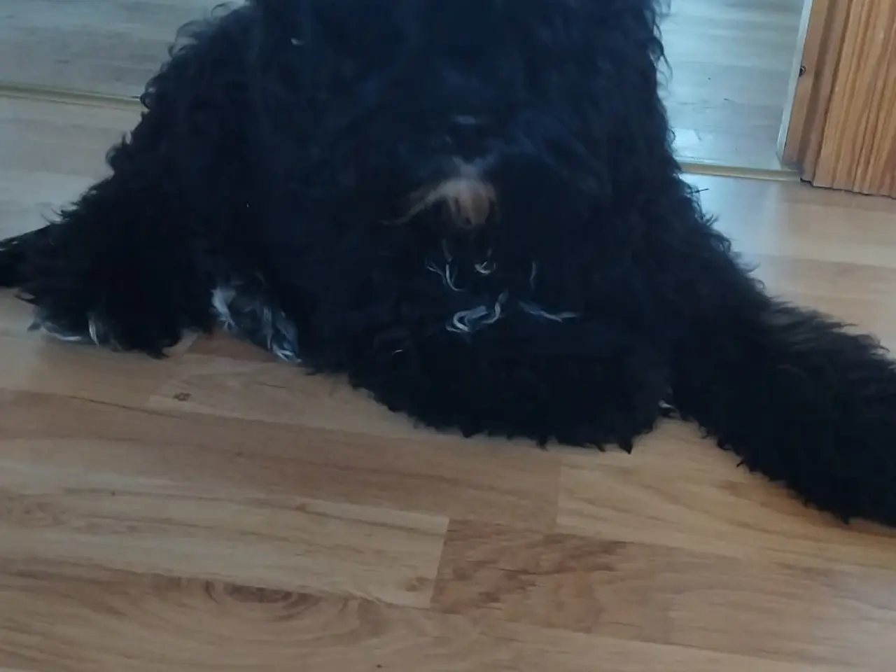 Billede 3 - Sødeste Cockapoo pige
