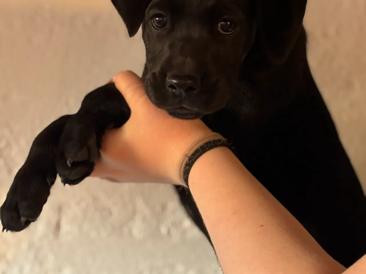 Billede 6 - Labrador blandinger