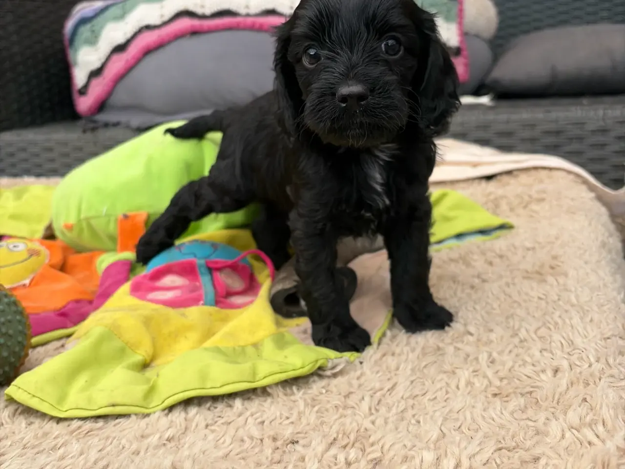 Billede 4 - Små virkelig fine mini Cavapoo babyer