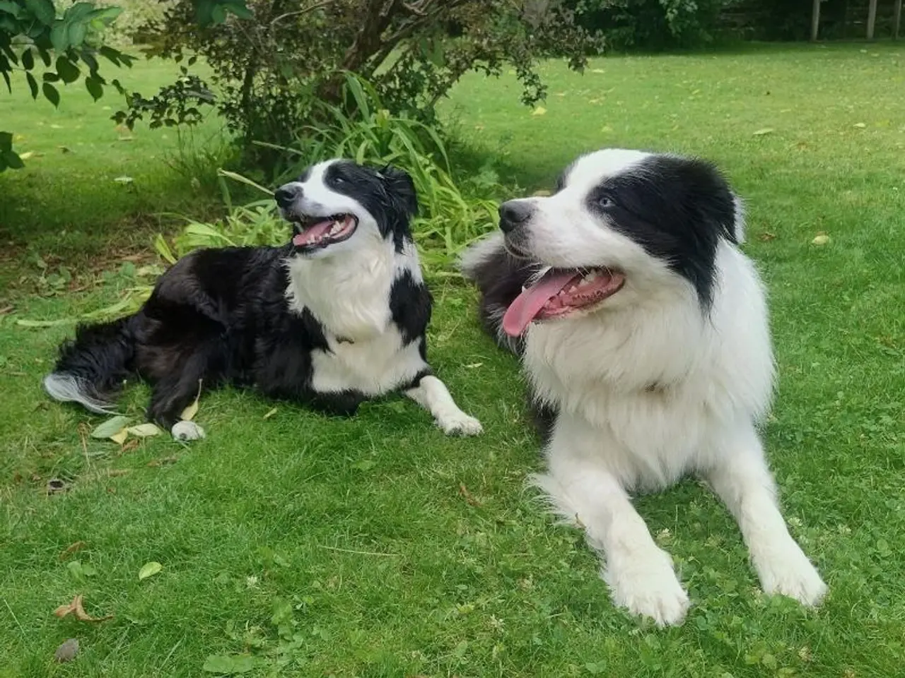 Billede 8 - Border Collie hvalpe