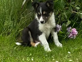 Border Collie