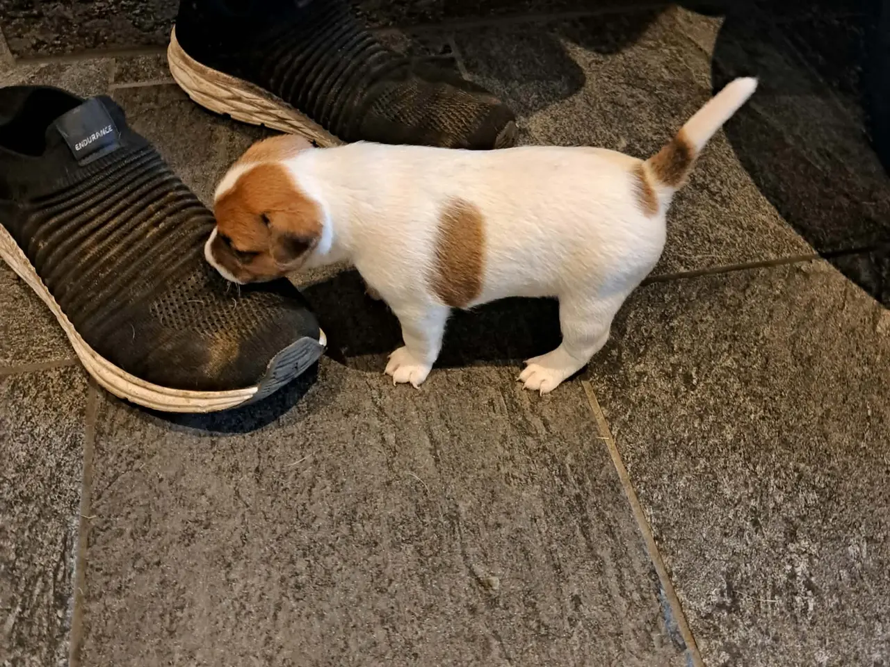 Billede 10 - Jack Russel Terrier