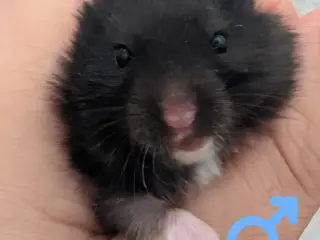 Søde sorte guldhamsterunger