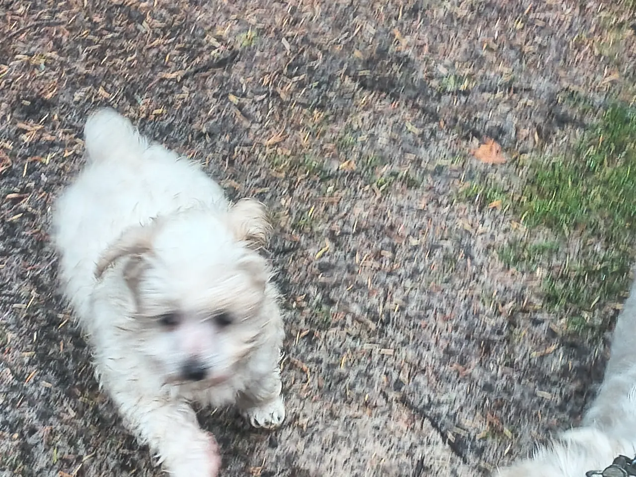Billede 11 - Blandings hvalp bomulds hund maltipoo