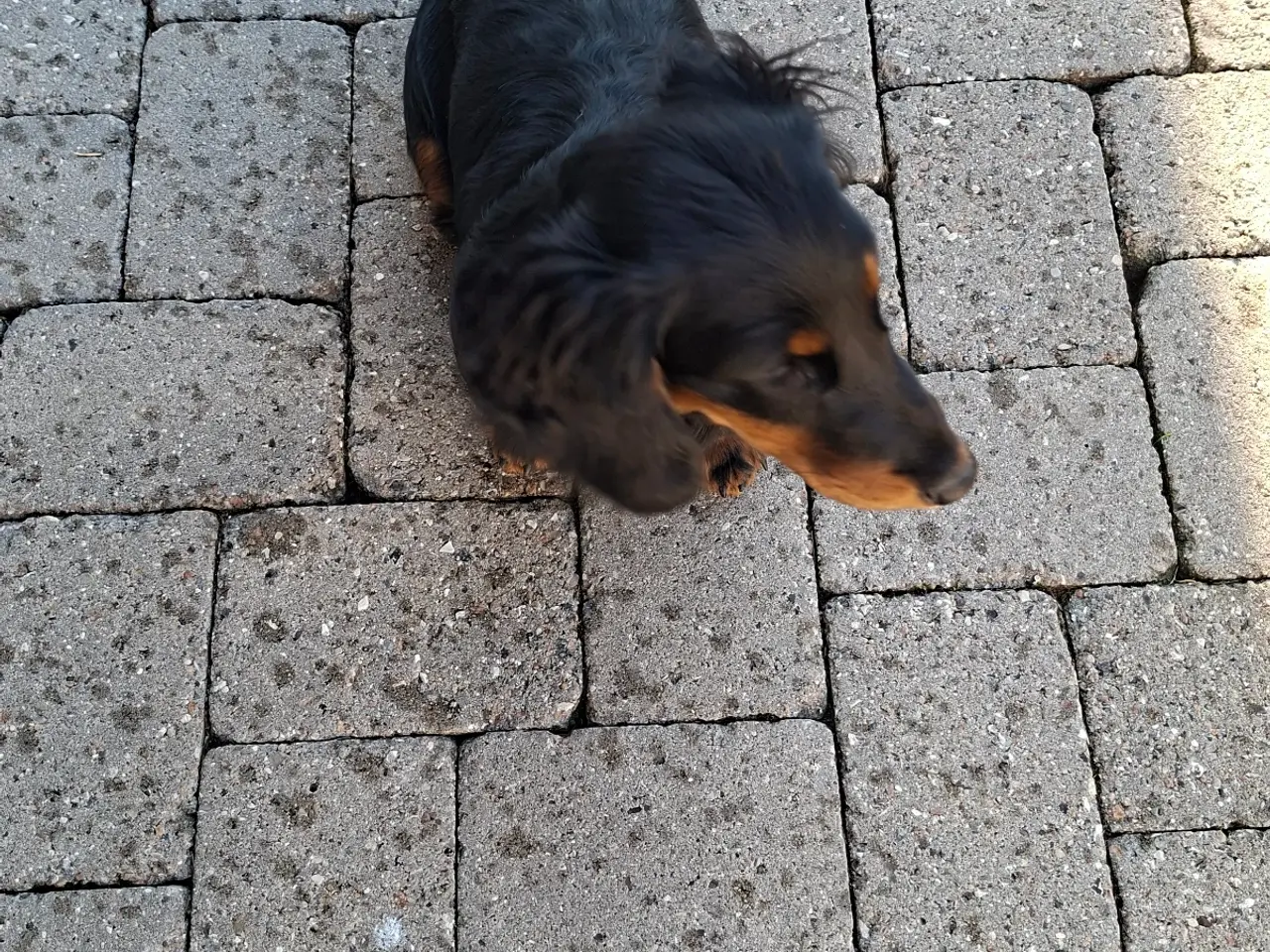 Billede 6 - Langhåret standard gravhunde sort tan