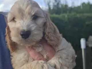 Cockerpoo ( 75% Cocker Spaniel 25% Puddel) - 4