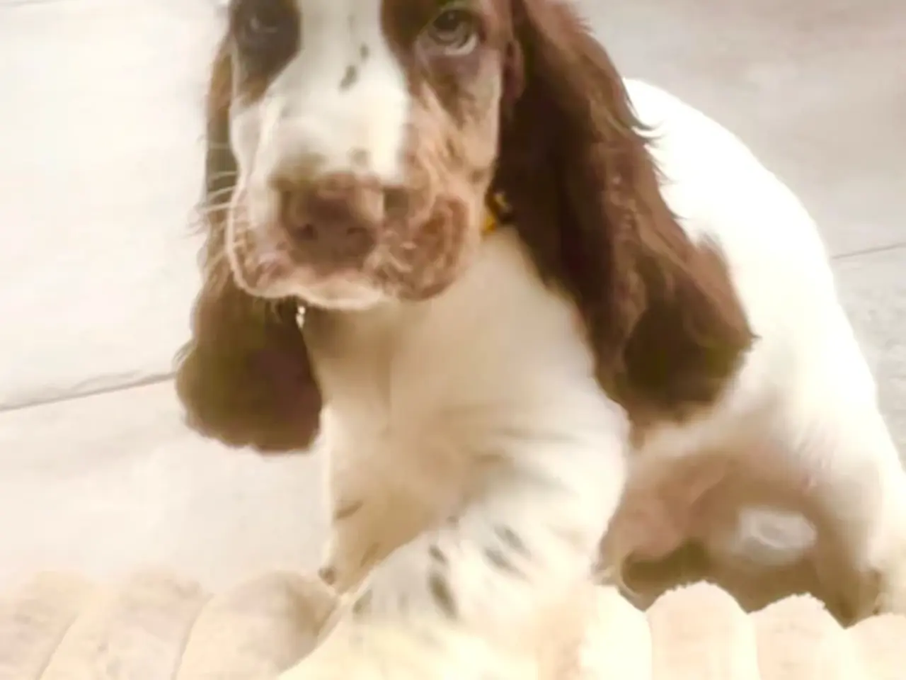 Billede 2 - Cocker Spaniel (Hanhund)