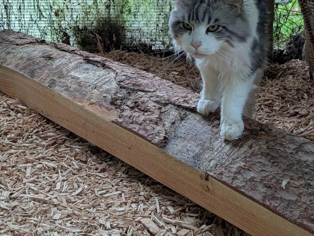 Billede 3 - En voksen Maine coon han