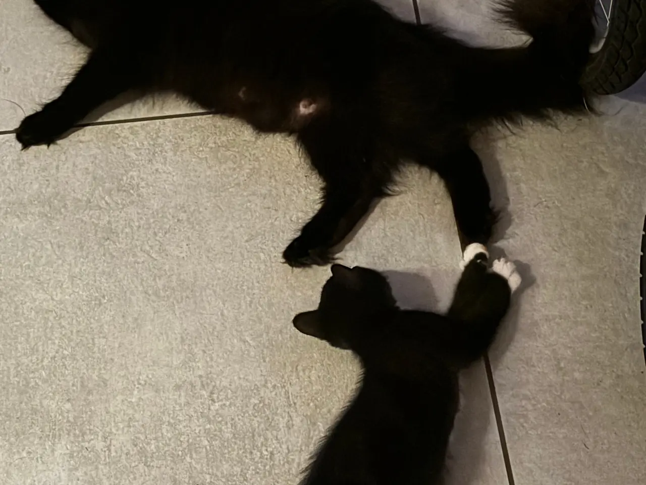 Billede 5 - Søde katte blandings killinger. 