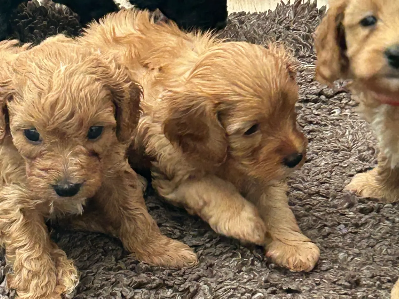 Billede 3 - Cavapoo hvalpe
