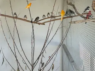 Zebrafinker 