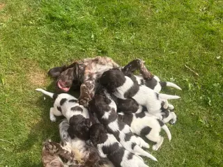 Kleiner münsterländer