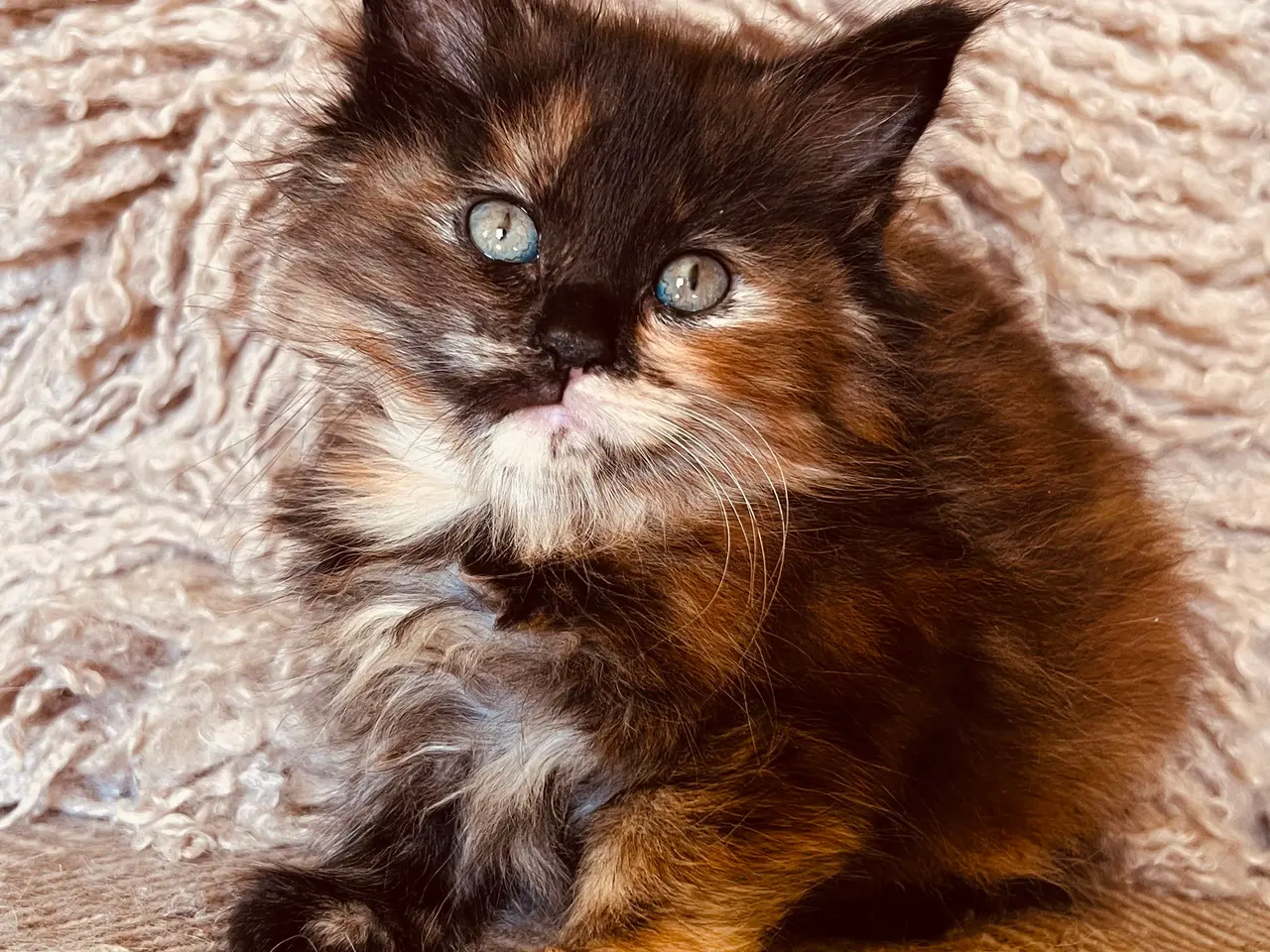 Billede 2 - Mainecoon killinger