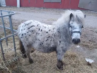 Ponyer søger nyt hjem.
