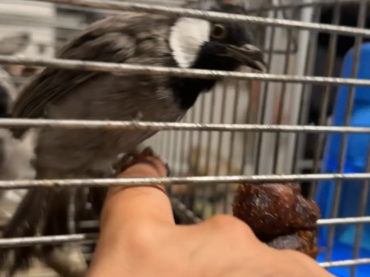 Billede 4 - Hvidkindet bulbul par 1,1