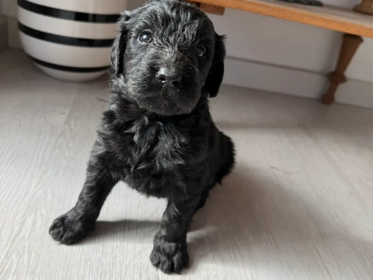Billede 14 - Smukke Golden Doodle hvalpe