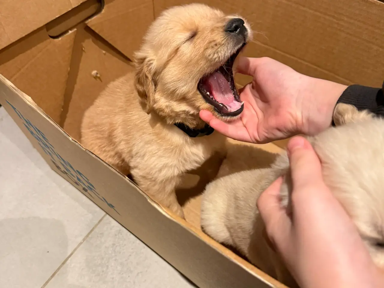 Billede 1 - Golden Retriever-hvalpe