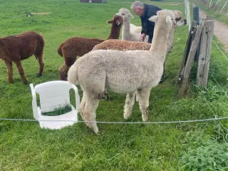 Alpacaer sælges