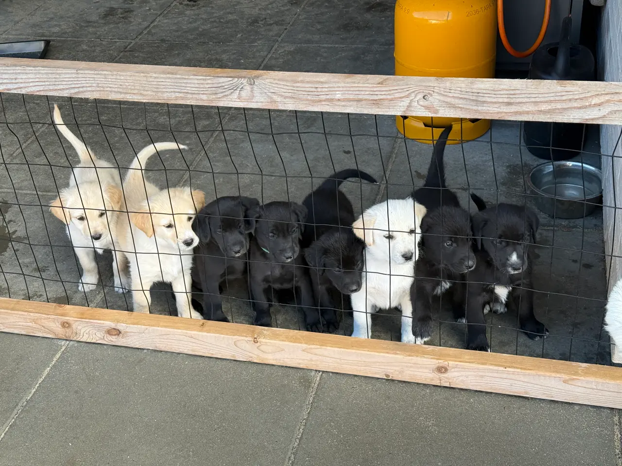 Billede 4 - De sødeste Hundehvalpe sælges