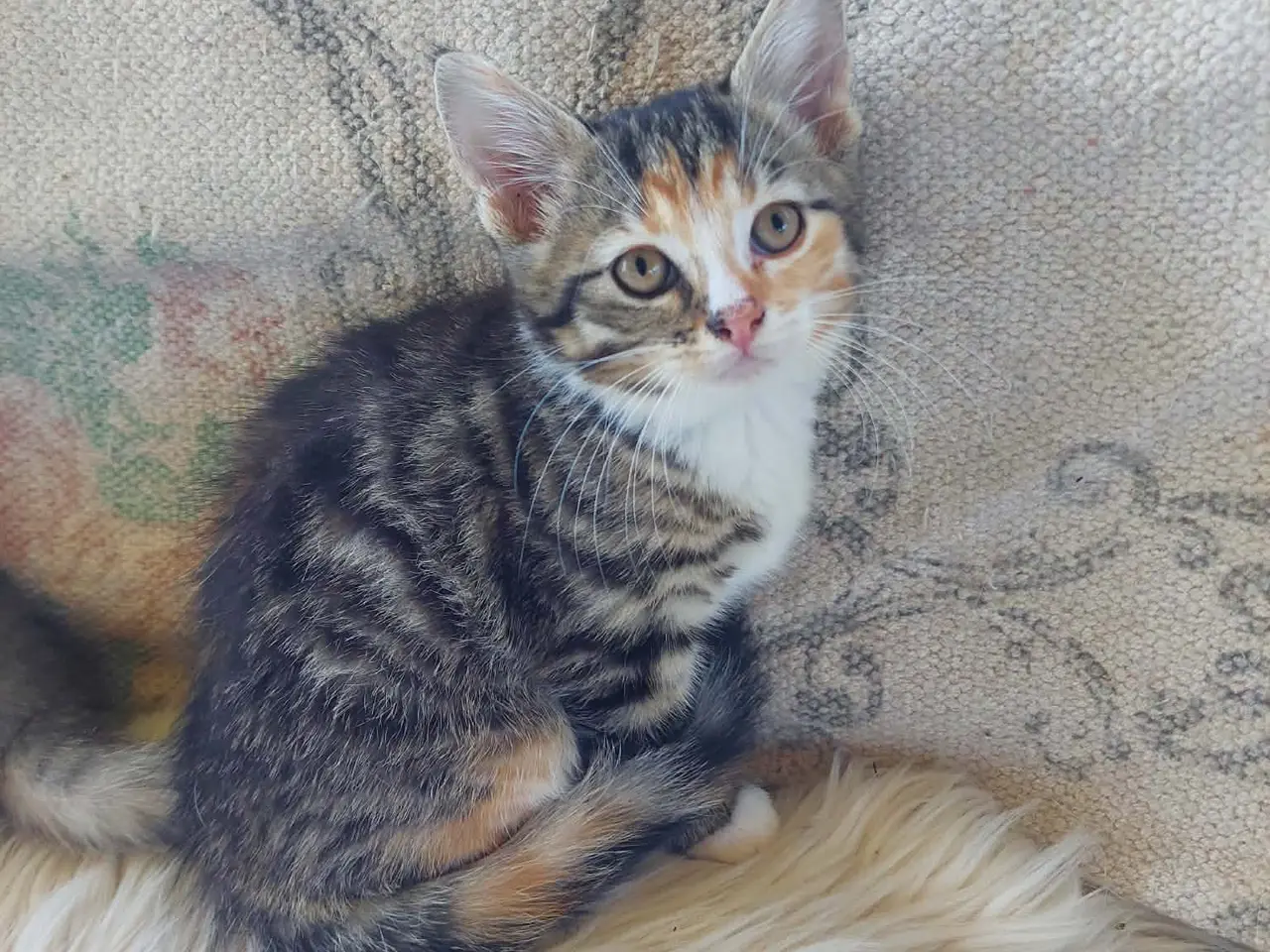 Billede 2 - Maincoon blanding killinger