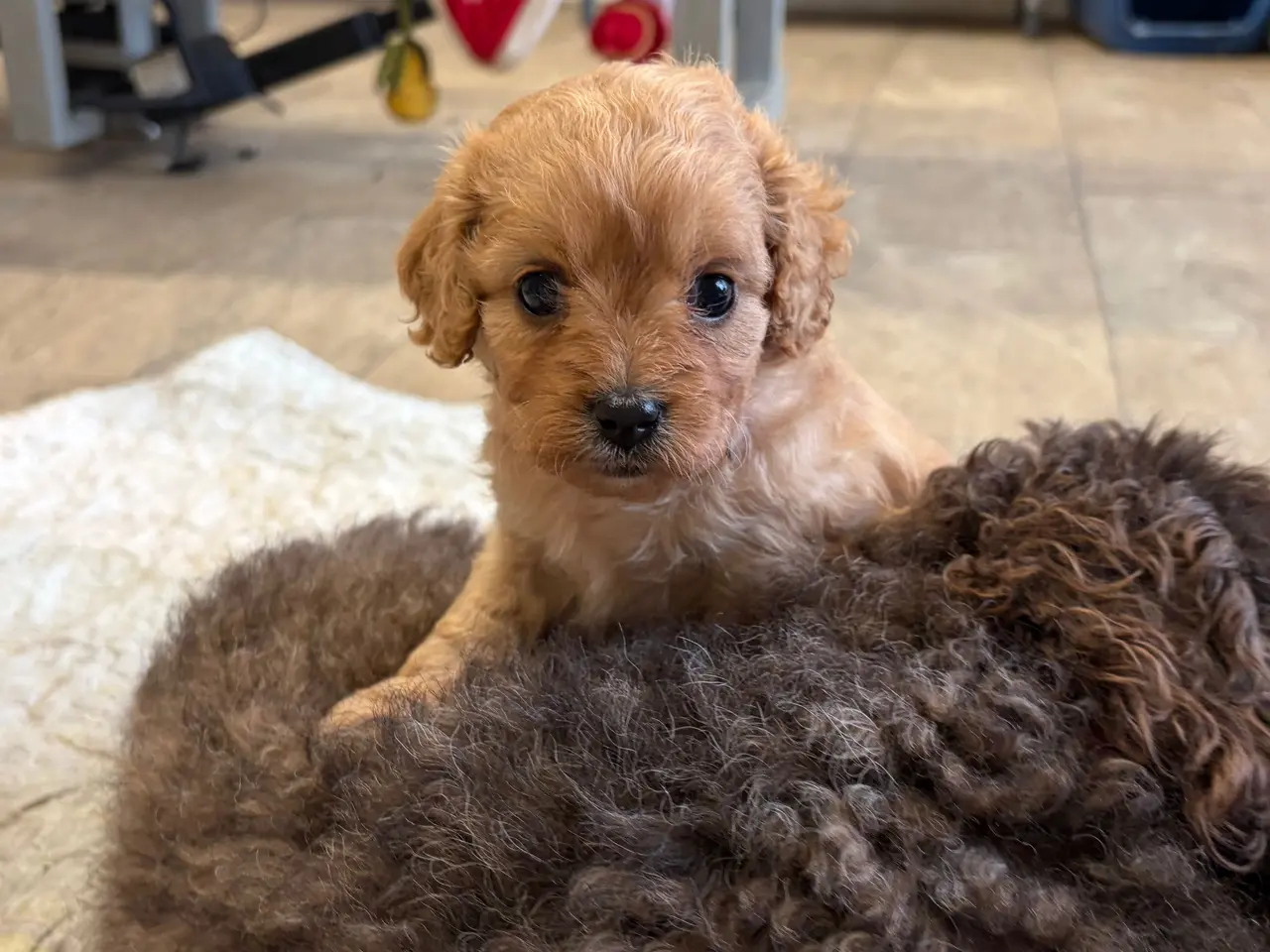 Billede 4 - Små fine mini Cavapoo babyer