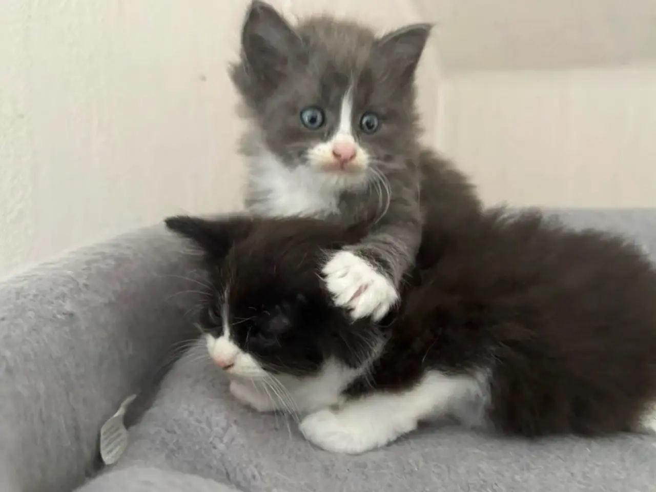 Billede 11 - 💙🖤Maine Coon/Ragdoll hankillinger 🖤💙